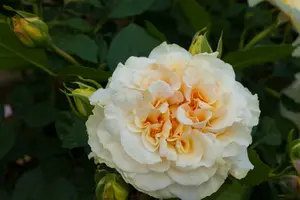 rosa comtessa