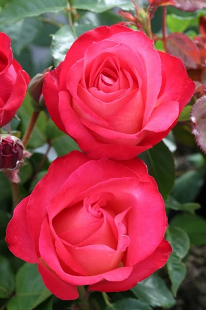 roze wit stam