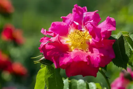 rosa  dame de coeur (th) rood - afbeelding 4