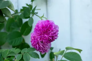 rosa  dame de coeur (th) rood - afbeelding 5