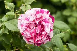 rosa dame de coeur (th) rood