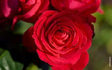 rood stam
