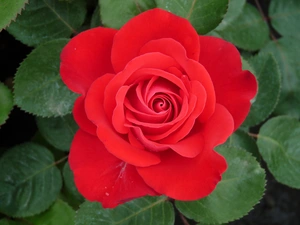 rosa dominico rood
