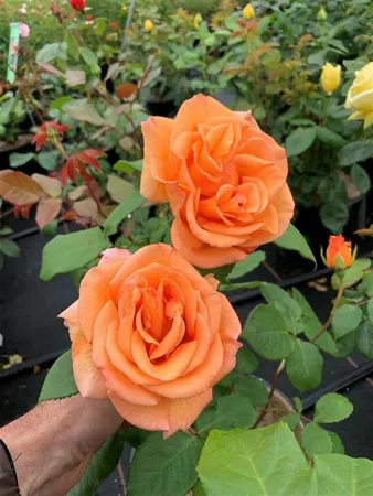 oranje