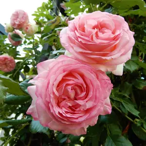 rosa eden rose (r)(k)