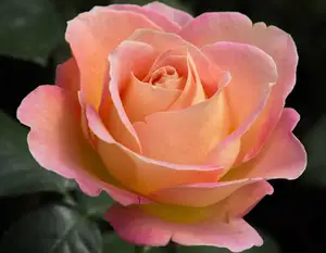 rosa elle