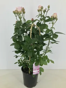 rosa floribunda