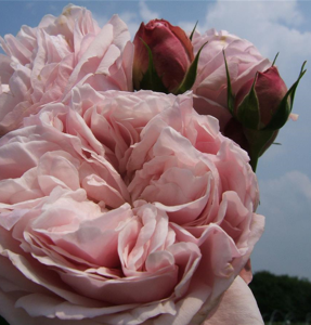 rosa giardina