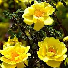 rosa golden showers (k)