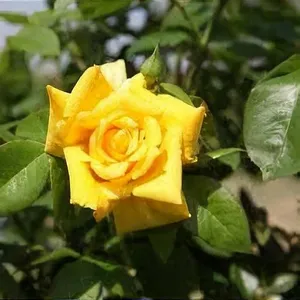 rosa goldstar