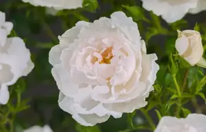 rosa hella (k)