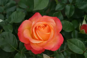 rosa ibiza oranje stam