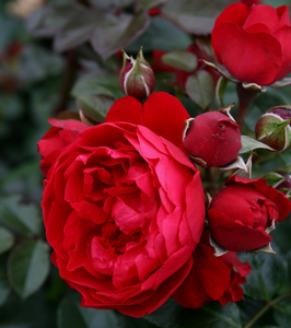 rosa (k) florentina