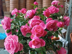 rosa  leonardo da vinci dieproze