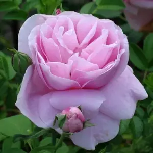 rosa liparfum