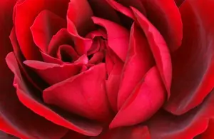 rosa marletta