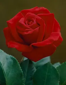 rosa mister lincoln (th)