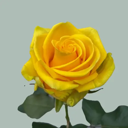 rosa penny lane