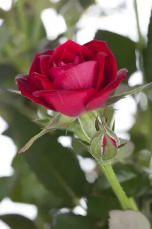 rosa (persica) in cultivars - afbeelding 1
