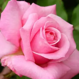 rosa prima ballerina (th)