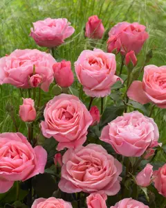rosa  queen elizabeth (f) helderroze
