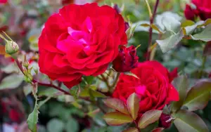 rosa red meilove rood