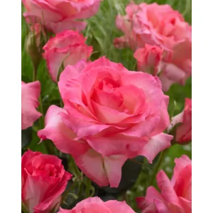 rosa sabine