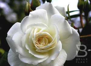 rosa snow princes