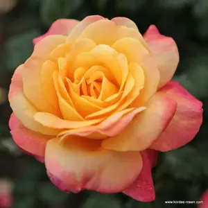 rosa speelwark lichtoranje geel