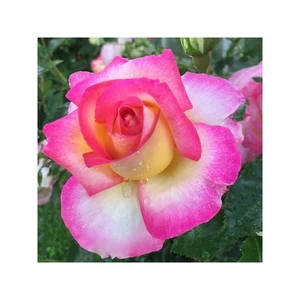 rosa sweet delight zacht geel fuschia rand
