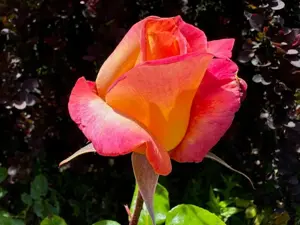 rosa (t) broadway a-kwal.