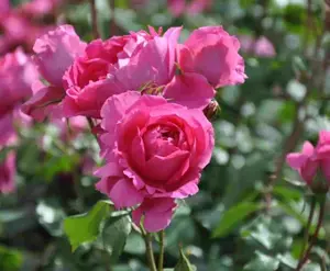 rosa (t) faustinia fisser roses a-kwal.