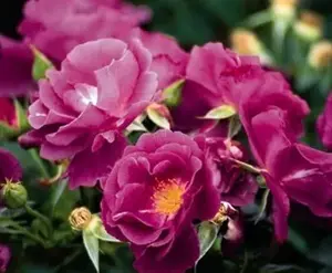 rosa (t) floriana fisser roses a-kwal.
