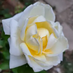 rosa (t) jeanne coeur a-kwal.