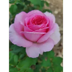 rosa (t) madrigal a-kwal.