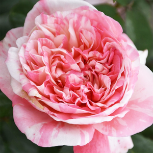 rosa (t) mascaret a-kwal.