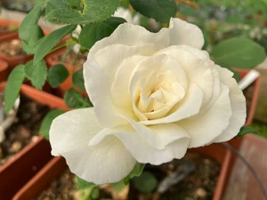 rosa (t) niharika a-kwal.
