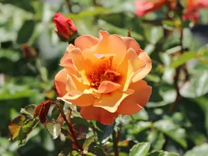 rosa (t) persian sun a-kwal.