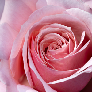 rosa (t) pierre de luxembourg a-kwal.