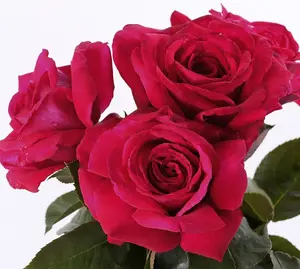 rosa (t) reine de parfums a-kwal.