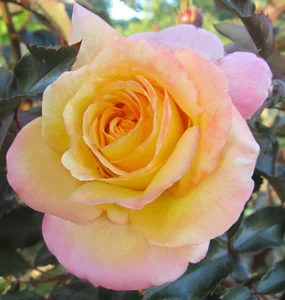 rosa (t) repubblico di san marino a-kwal.