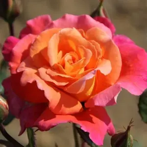 rosa (t) sunrise a-kwal.