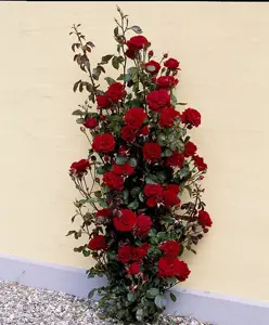 rosa that s jazz