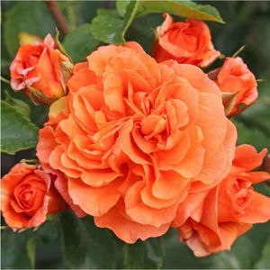 rosa toporanje