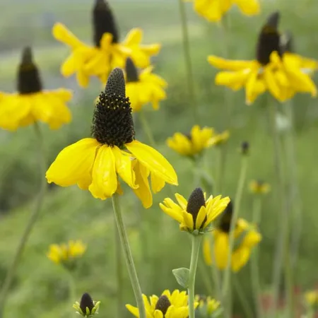 rudbeckia maxima