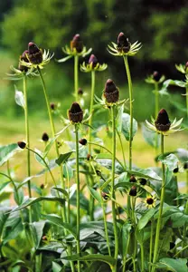 rudbeckia occid. green wizzard