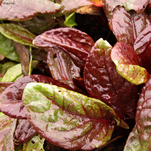 rumex arifolius ruber