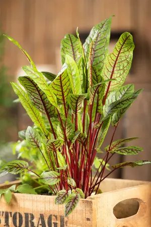 rumex sanguineus - afbeelding 4