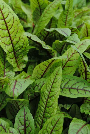 rumex sanguineus - afbeelding 1