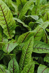 rumex sanguineus - afbeelding 1